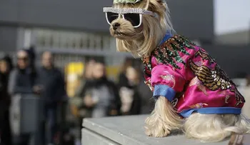¿Eres un dog lover? Evita seguir esta moda con tu perro, porque podría dañarlo gravemente