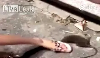 Una rata se venga de una joven que intentaba matarla (IMÁGENES EXPLÍCITAS)