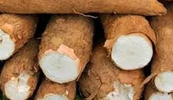 China se interesa por la yuca de República Dominicana