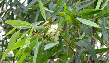 Eucalipto, planta medicinal para resfriados y problemas respiratorios