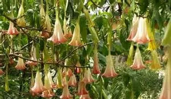Flor de campana: Su peligro en los humanos; erradicala de sus jardines 