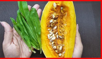Auyama o calabaza con cilantro ancho; una receta encantadora ¡