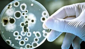 Hallan primera prueba de que las bacterias intestinales manipulan nuestro cerebro