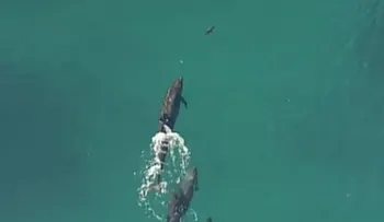 El cazador cazado: un grupo de delfines persigue y captura a un tiburón