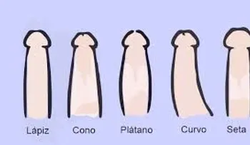 Tipos de pene y beneficios de cada uno