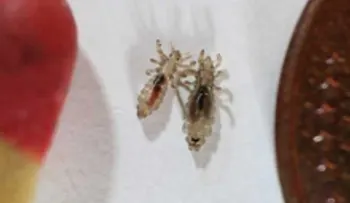 Elimina los piojos para siempre con este remedio sencillo. Pruébalo y lo comprobarás! 