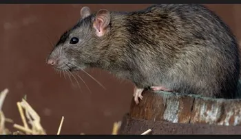Remedios para acabar con las ratas 100% natural