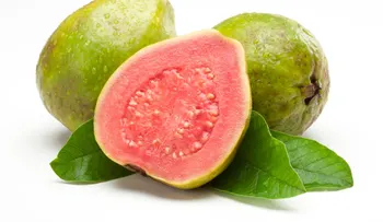 "La Guayaba: Un Tesoro de Salud Oculto en sus Hojas y Frutas"