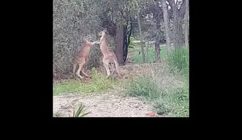  Un hombre interviene para separar a dos canguros boxeadores 
