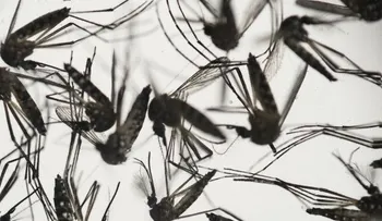 Alertan el Zika afecta en mayor escala a los diabéticos 