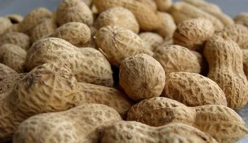 Para evitar alergia de los cacahuetes tomarlos desde bebé