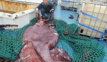 Atrapan calamar gigante en mar antártico.