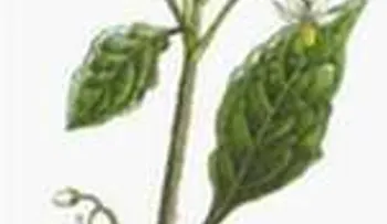 Un manojo de hojas y tallos de hierba mora o yocoyoco, para la inflamación del duodeno o gastroduodenitis