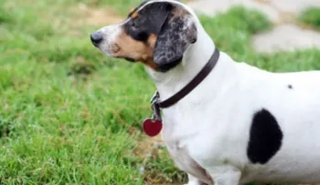 ¿Engordó tu mascota? Estas son las razones