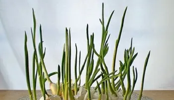 16 verduras que se pueden cultivar en casa fácilmente. ¡Sin importar la época del año!