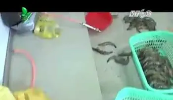 ¿Sabe lo que come? Esto hacen con los langostinos para que aparenten un mayor tamaño
