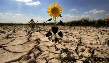  El cambio climático reduce la productividad laboral un 5,3 % en áreas rurales 
