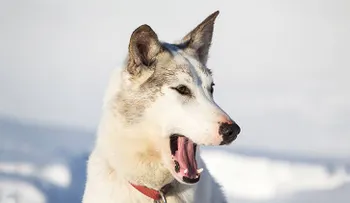 Su perro le salva la vida tras caerse a un pozo helado