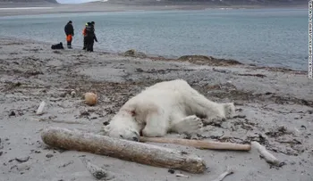 La muerte de un oso polar a manos del empleado de un crucero provoca indignación
