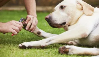 Conoce la importancia de cortarle las uñas a tu perro