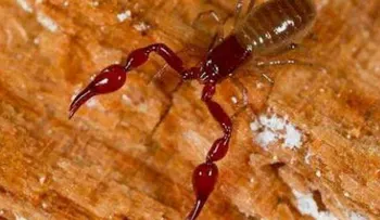 El veneno de este terrible ESCORPIÃ"N puede matarte en segundos 