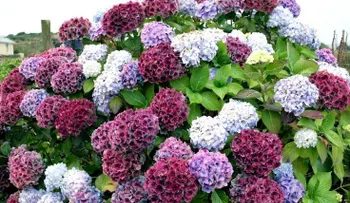8 plantas de jardín populares que son increíblemente venenosas