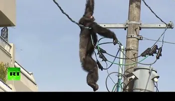 Chimpancé escapa y sube al tendido eléctrico (VIDEO)