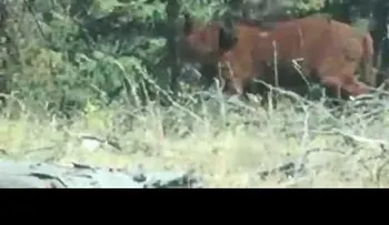 FUERTE VIDEO: Tocó la bocina del vehículo, pero no pudo evitar que el oso devorará una vaca 