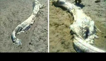 Hallan cadáver de extraño animal en la playa