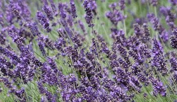Los mosquitos nunca más serán un problema; siembra una de estas 6 plantas en su jardín