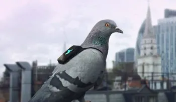 Palomas con â??Mini-Mochilasâ? monitorean la contaminación en Londres