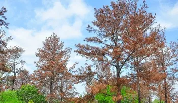 Plaga afecta miles de pinos en cordillera