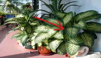 CUIDADO: Esta planta en el hogar puede matar a un adulto en 15 minutos y a un niño en menos de 1
