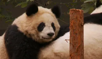 Tres personas procesadas en China por matar un panda gigante y vender su carne