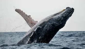 Medio Ambiente inicia temporada de observación de ballenas jorobadas 2022
