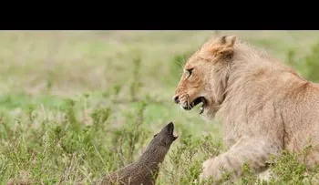 Video muestra a pequeña mangosta luchar contra cuatro leones y salir con vida