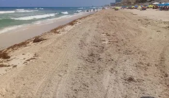 El sargazo, el alga que invade las costas del Caribe y pone en alerta a México