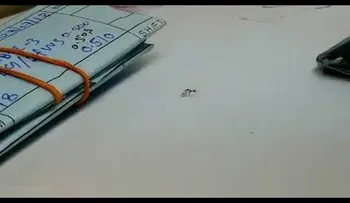 Una hormiga roba un diamante en un taller de joyería