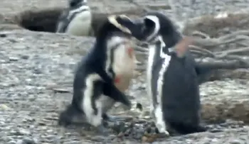 Penguin drama: la sangrienta pelea entre dos pingüinos por una infidelidad