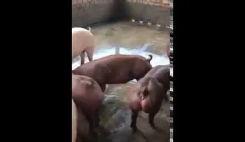 Encuentran cerdos mutantes en una granja en Camboya