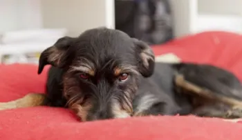 La demencia también afecta a perros y gatos
