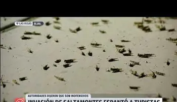 Saltamontes invaden calles de Las Vegas, EEUU y espantan turistas 