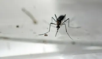 OMS teme millones de casos de zika en América y se reúne de urgencia