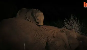 Conmovedor: Bebé elefante se negó a separarse de su madre muerta
