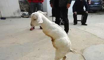 Compra una cabra de dos patas para enfrentar el cáncer 
