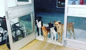 Cuatro perros esperaron a las puertas de un hospital a que su dueño fuera atendido en emergencias