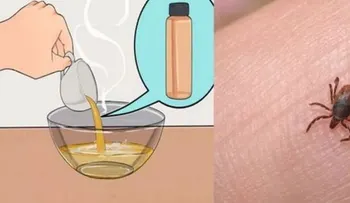 Cómo eliminar las pulgas y garrapatas de su casa y animales con este remedio súper potente!!
