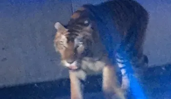 Policía de Atlanta mata a un tigre que andaba suelto y atacó a un perro