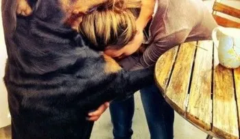 Tu perro podría saber cómo te sientes con solo mirarte