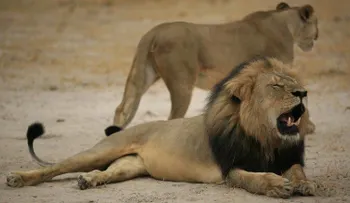 Un león mató a un guía de safari en el parque de Zimbabwe donde vivía el león Cecil